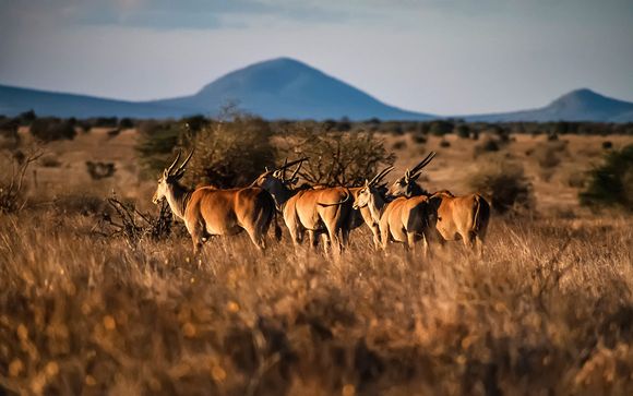 Safari nel Parco nazionale dello Tsavo