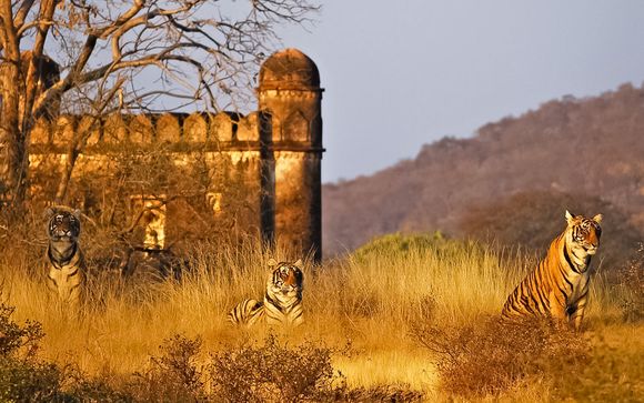 Il Triangolo d'Oro e mini safari al parco Ranthambore