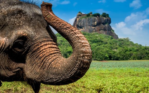 Tour Sri Lanka + Amaya Beach Resort & Spa 5*