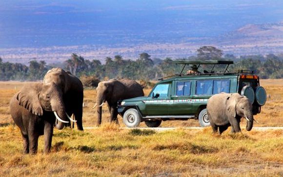 I safari
