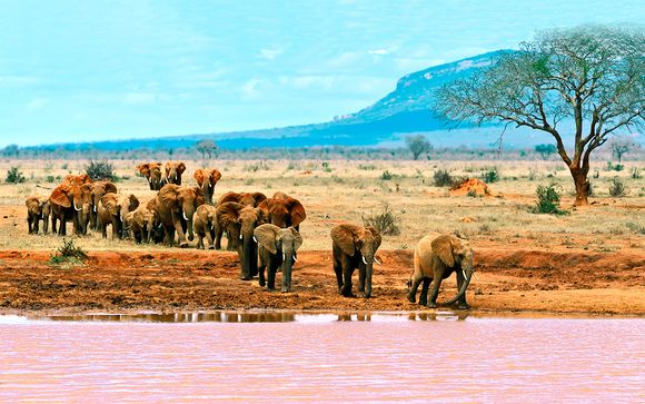 Safari