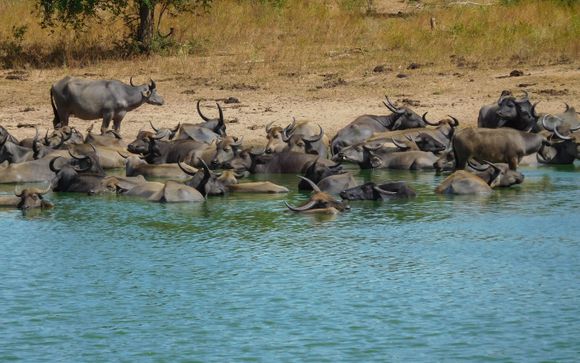 Uw optionele excursies