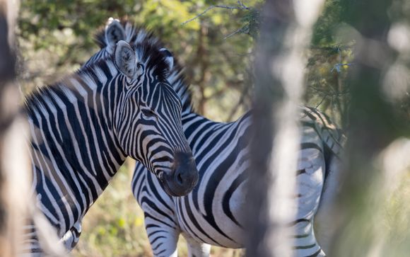 Jouw ervaring bij de Lindiwe Safari Lodge