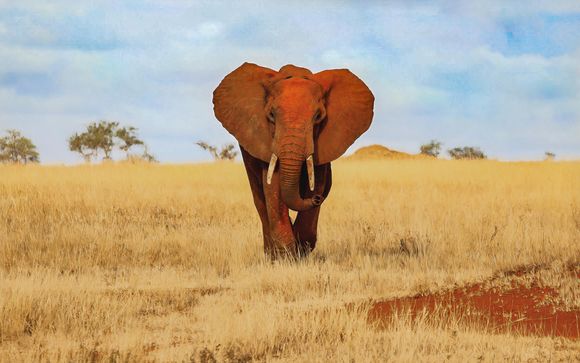 Reisprogramma tijdens de safari