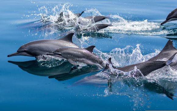 Inbegrepen excursies