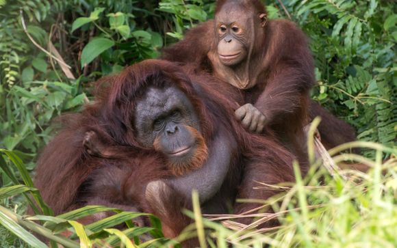 Inbegrepen excursies