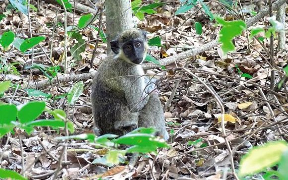 Uw reisprogramma (ter illustratie)