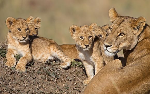 3 nachten safari: Tsavo East / Amboseli / Saltlick 