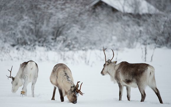 Welkom in... Finland