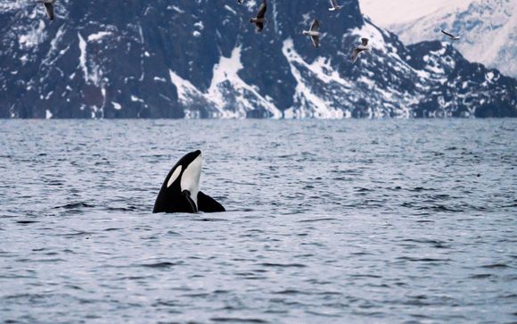 Your optional excursions