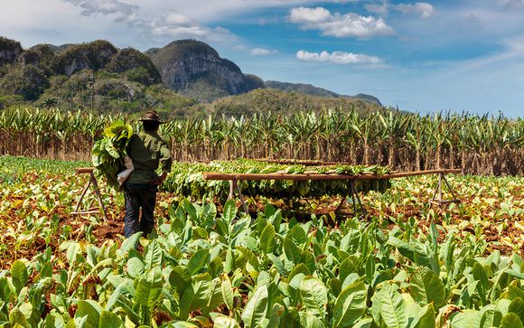 Excursions and extras