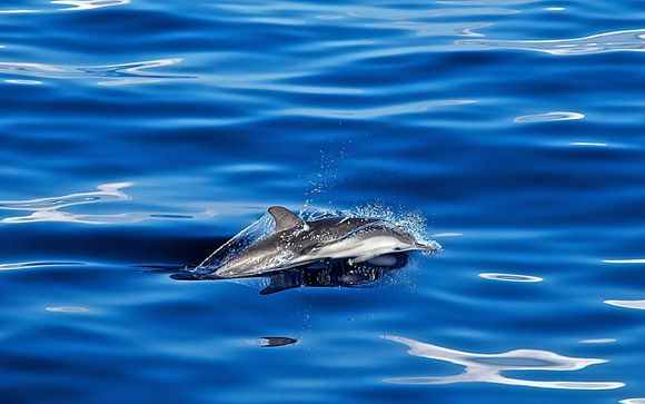 Your included excursions 