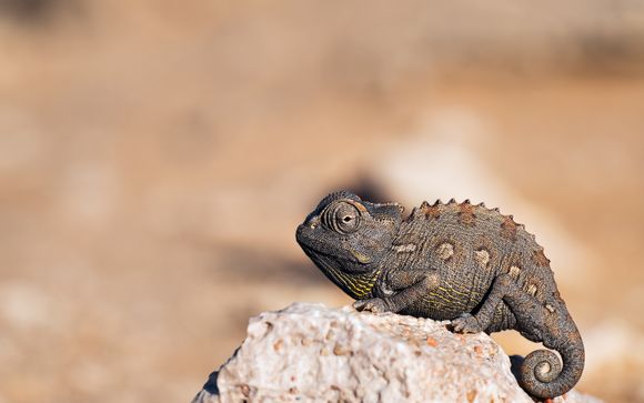 Your optional excursions