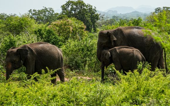 Your optional excursions & extras