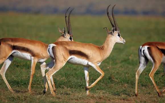 Your optional excursions