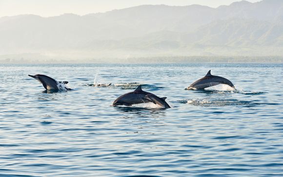 Included: a magical dolphin watching experience