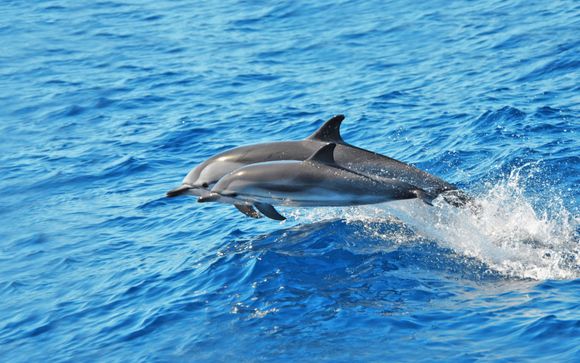 Magic dolphin excursion (for stays from 4 nights or longer)