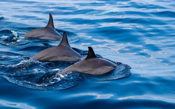 Dolphin-watching & snorkelling cruise (offer 2 only)