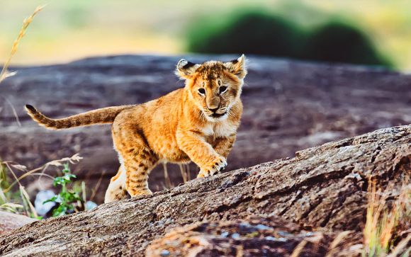 Your Safari Itinerary In Brief