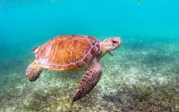 Your Optional Excursions