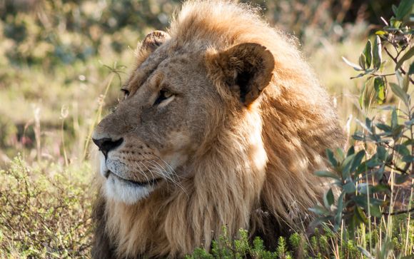 5 or 6 Kenyan Night Safari & Hotel Neptune Paradise 4*