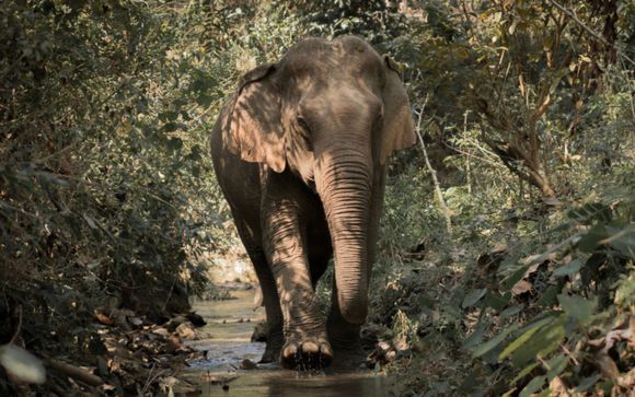 Your Optional Excursions