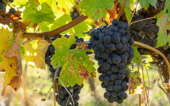 Your Included Services