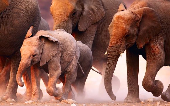 Your Safari Itinerary