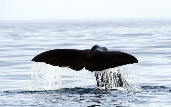 Spot Whales, Orcas, Puffins and More in Northern Norway