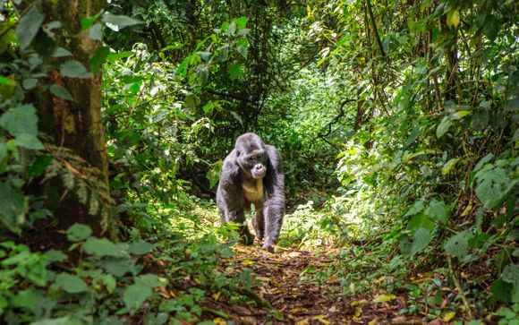 Avventura unica con trekking ed escursioni con i primati e guida di lingua italiana