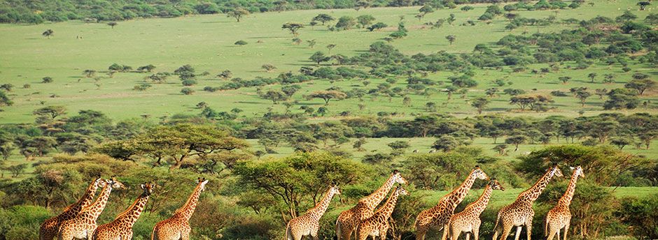 Envolez-vous en terres sauvages pour un safari en Tanzanie