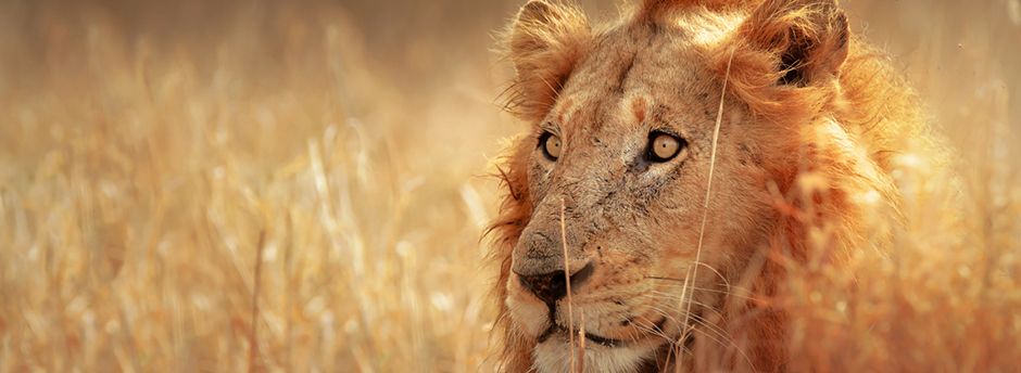 Viaggio in Sudafrica